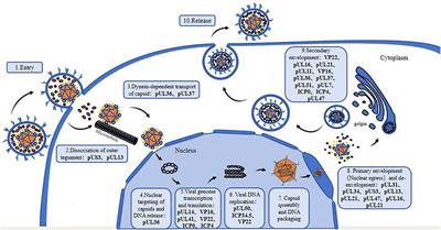 The precise function of alphaherpesvirus tegument proteins and their interactions during the viral life cycle